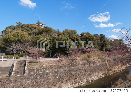 掛川天守閣和掛川櫻花 87577453