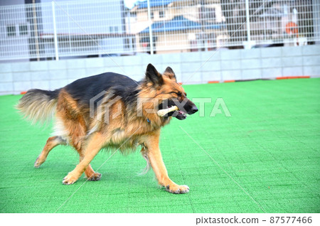 German shepherd holding a wooden toy and running happily 87577466