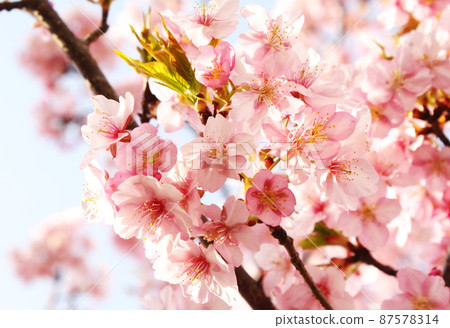 Kawazu cherry tree Kawazu cherry tree 87578314