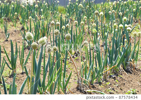 Negibo Biz Negibo Biz 87578434