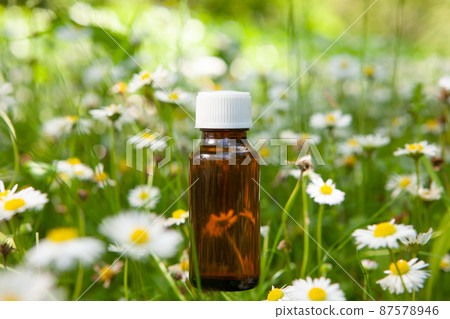 Essential herbs, oil and camomile flowers. Camomile - natural healing oil. 87578946