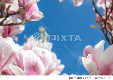 Pink Magnolia Tree with Blooming Flowers during Springtime 87580095