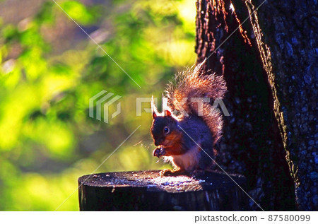 十文寺松鼠 87580099
