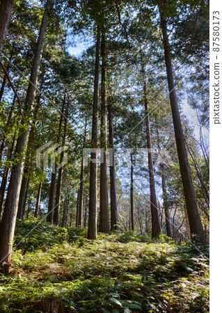 森林景觀 87580173