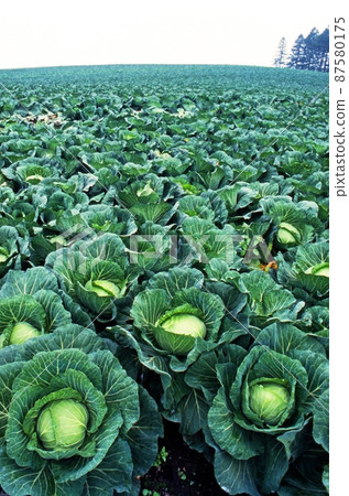 一片廣闊的白菜地，彷彿被綠色的菊灘覆蓋著 87580175