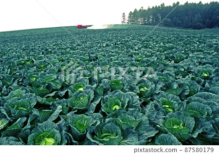 一片廣闊的白菜地，彷彿被綠色的菊灘覆蓋著 87580179