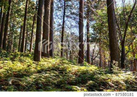 蕨類植物、樹木和陽光 87580181