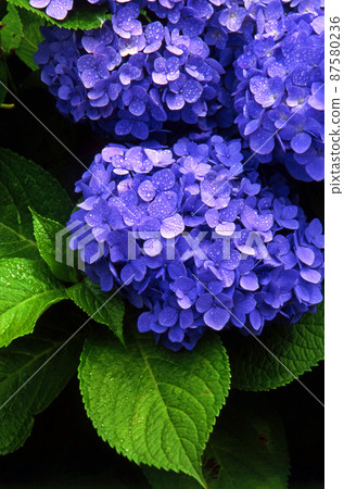 Hydrangea that colors the rainy season Hydrangea that colors the rainy season 87580236