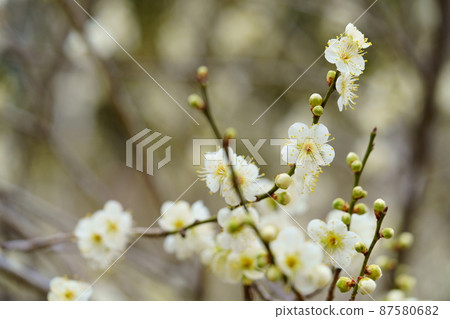 漂亮的白梅花開始綻放 漂亮的白梅花開始綻放 87580682
