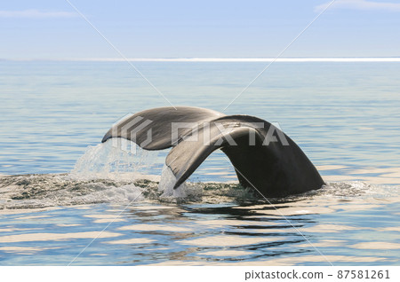 Whale tail in Peninsula Valdes,, Patagonia, Argentina Whale tail in Peninsula Valdes,, Patagonia, Argentina 87581261