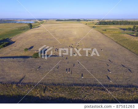 Steers fed with natural grass, Pampas, Argentina 87581263