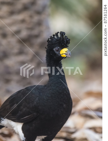 Bare faced Curassow, in a jungle environment, Pantanal Brazil 87581264