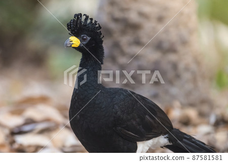 Bare faced Curassow,, Pantanal Brazil Bare faced Curassow,, Pantanal Brazil 87581581