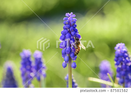 Bee on flowers in spring Bee on flowers in spring 87581582