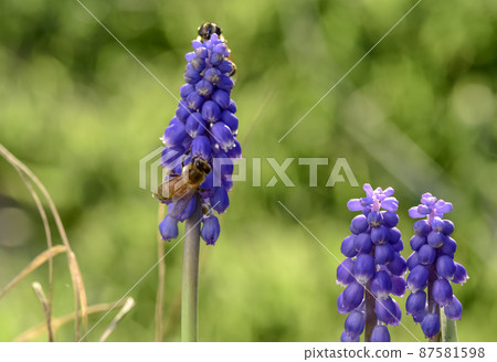 Bee on flowers in spring Bee on flowers in spring 87581598