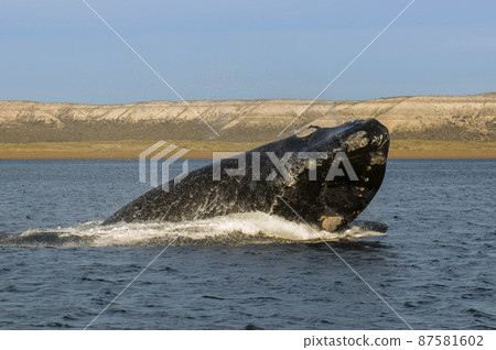 Whale jumping in Peninsula Valdes,jumping near puerto madryn, Patagonia, Argentina 87581602