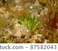 A group of seaweeds swaying in the waves in the sea 12 87582043