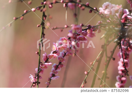 Omuta-shi Funami-ji Temple flowers, Omuta-shi Funami-ji Temple flowers, 87582096