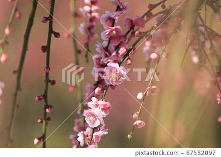 Omuta-shi Funami-ji Temple flowers, 87582097