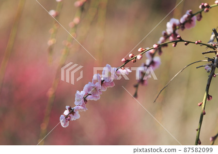 Omuta-shi Funami-ji Temple flowers, Omuta-shi Funami-ji Temple flowers, 87582099