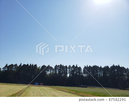 杉木的藍天 87582291