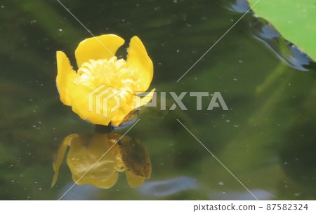 Nuphar japonica, an aquatic plant that blooms bright yellow flowers on the surface of the lake 87582324