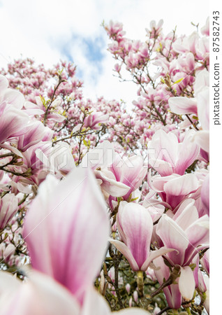 Pink Magnolia Tree with Blooming Flowers during Springtime 87582743