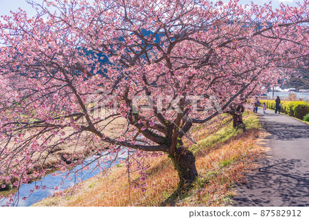 （靜岡縣）南伊豆町南之櫻花盛開 87582912