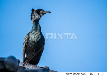 河邊的鸕鶿 87583133