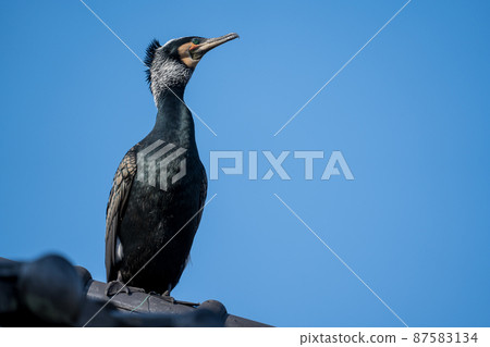 河邊的鸕鶿 87583134