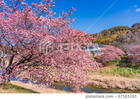 (Shizuoka Prefecture) Minamiizu Town Minami no Sakura in full bloom 87583203