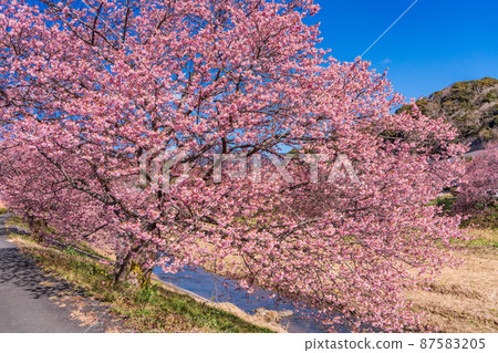 (Shizuoka Prefecture) Minamiizu Town Minami no Sakura in full bloom 87583205