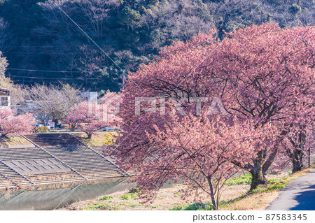 (Shizuoka Prefecture) Minamiizu Town Minami no Sakura in full bloom 87583345