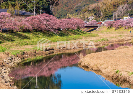 (靜岡縣)南伊豆町南之櫻花盛開 (靜岡縣)南伊豆町南之櫻花盛開 87583346