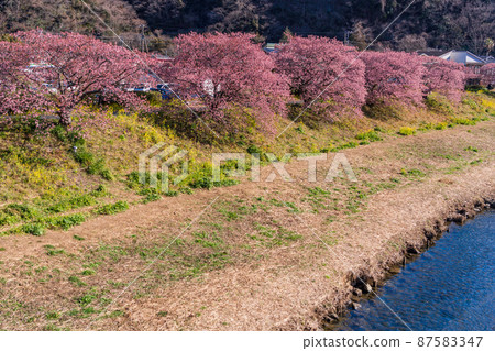 (靜岡縣)南伊豆町南之櫻花盛開 (靜岡縣)南伊豆町南之櫻花盛開 87583347