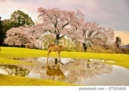 Nara deer 87583608