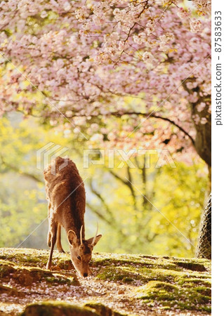 Nara deer 87583633
