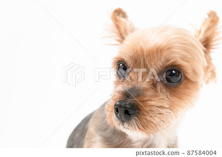 Yorkshire terrier portrait 87584004