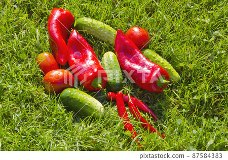fresh vegetables on green garden grass fresh vegetables on green garden grass 87584383
