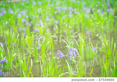 Photographed the iris of Ota Shrine, Shigeru Kamiga, Kita-ku, Kyoto Photographed the iris of Ota Shrine, Shigeru Kamiga, Kita-ku, Kyoto 87584669