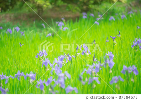 拍攝京都北區神賀茂太田神社的鳶尾花 拍攝京都北區神賀茂太田神社的鳶尾花 87584673