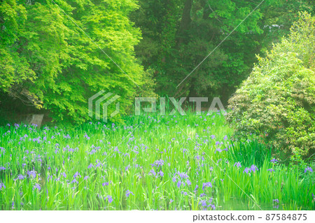 Photographed the iris of Ota Shrine, Shigeru Kamiga, Kita-ku, Kyoto 87584875