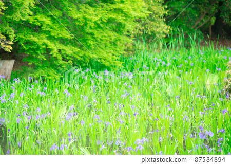 拍攝京都北區神賀茂太田神社的鳶尾花 87584894