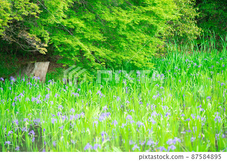 Photographed the iris of Ota Shrine, Shigeru Kamiga, Kita-ku, Kyoto Photographed the iris of Ota Shrine, Shigeru Kamiga, Kita-ku, Kyoto 87584895