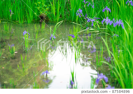 Photographed the iris of Ota Shrine, Shigeru Kamiga, Kita-ku, Kyoto Photographed the iris of Ota Shrine, Shigeru Kamiga, Kita-ku, Kyoto 87584896