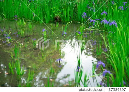 Photographed the iris of Ota Shrine, Shigeru Kamiga, Kita-ku, Kyoto 87584897