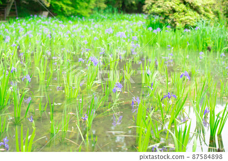 Photographed the iris of Ota Shrine, Shigeru Kamiga, Kita-ku, Kyoto Photographed the iris of Ota Shrine, Shigeru Kamiga, Kita-ku, Kyoto 87584898