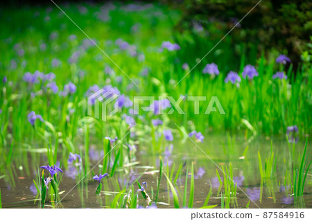 Photographed the iris of Ota Shrine, Shigeru Kamiga, Kita-ku, Kyoto Photographed the iris of Ota Shrine, Shigeru Kamiga, Kita-ku, Kyoto 87584916