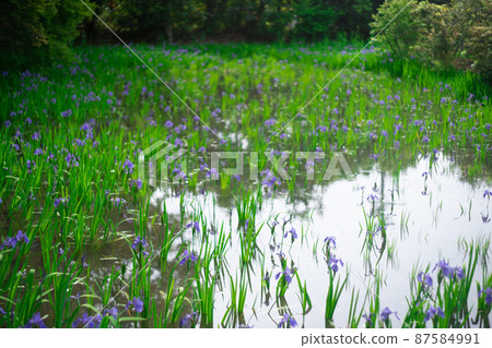 拍攝京都北區神賀茂太田神社的鳶尾花 拍攝京都北區神賀茂太田神社的鳶尾花 87584991