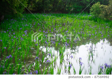 拍攝京都北區神賀茂太田神社的鳶尾花 87584992